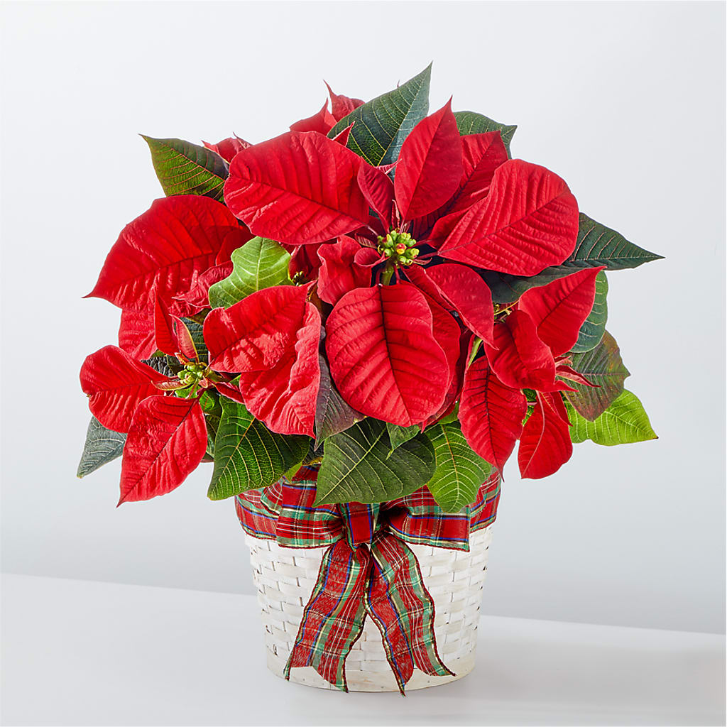 Happiest Holidays Poinsettia – Miracle Flowers, Folsom CA