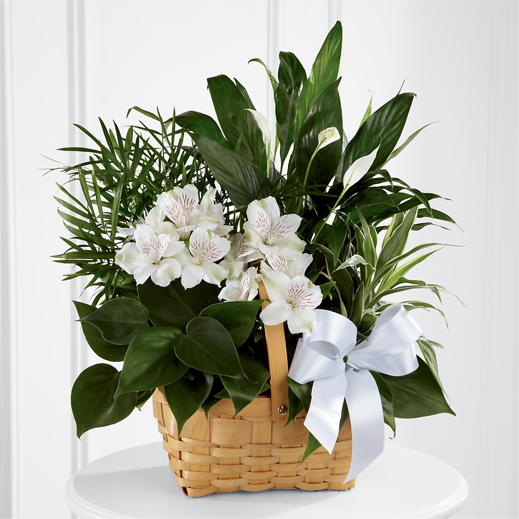 Peace & Serenity Dishgarden – Miracle Flowers, Folsom CA