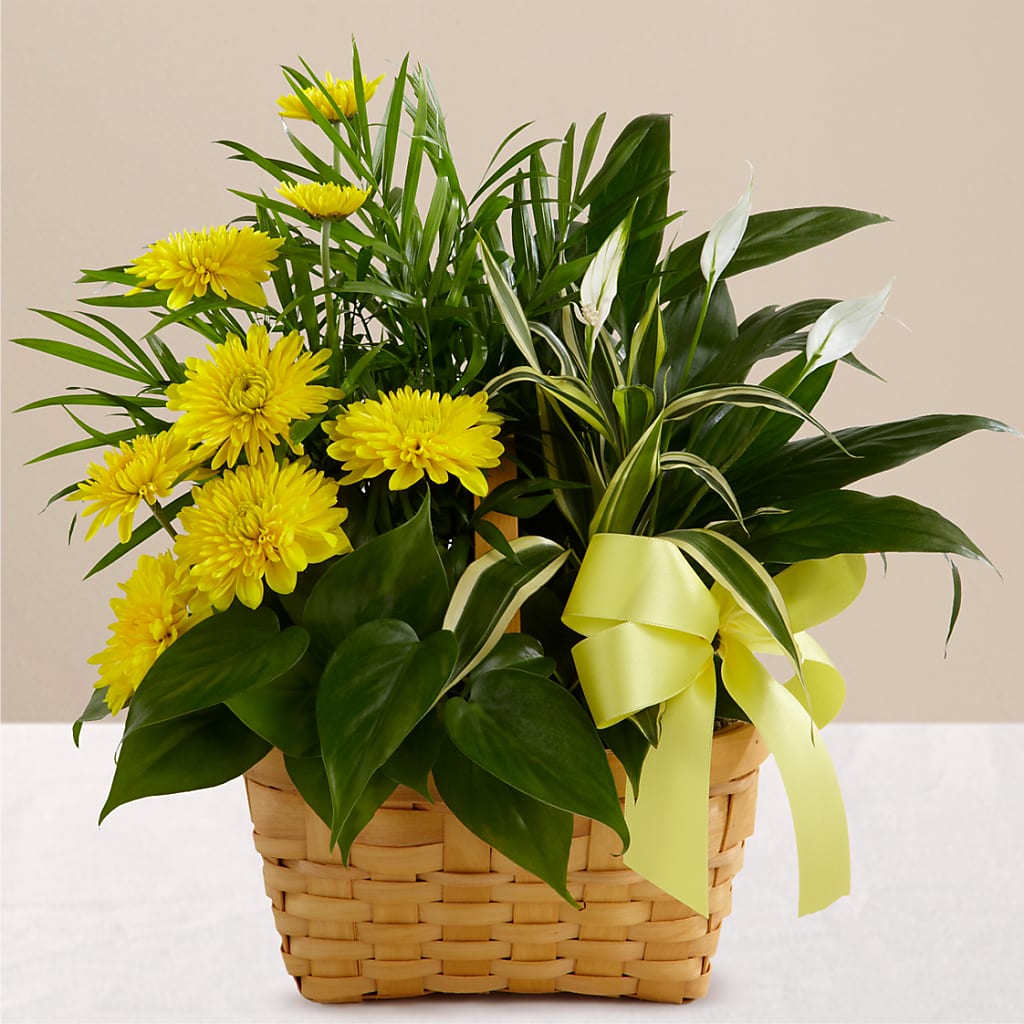 Loving Light Dishgarden – Miracle Flowers, Folsom CA