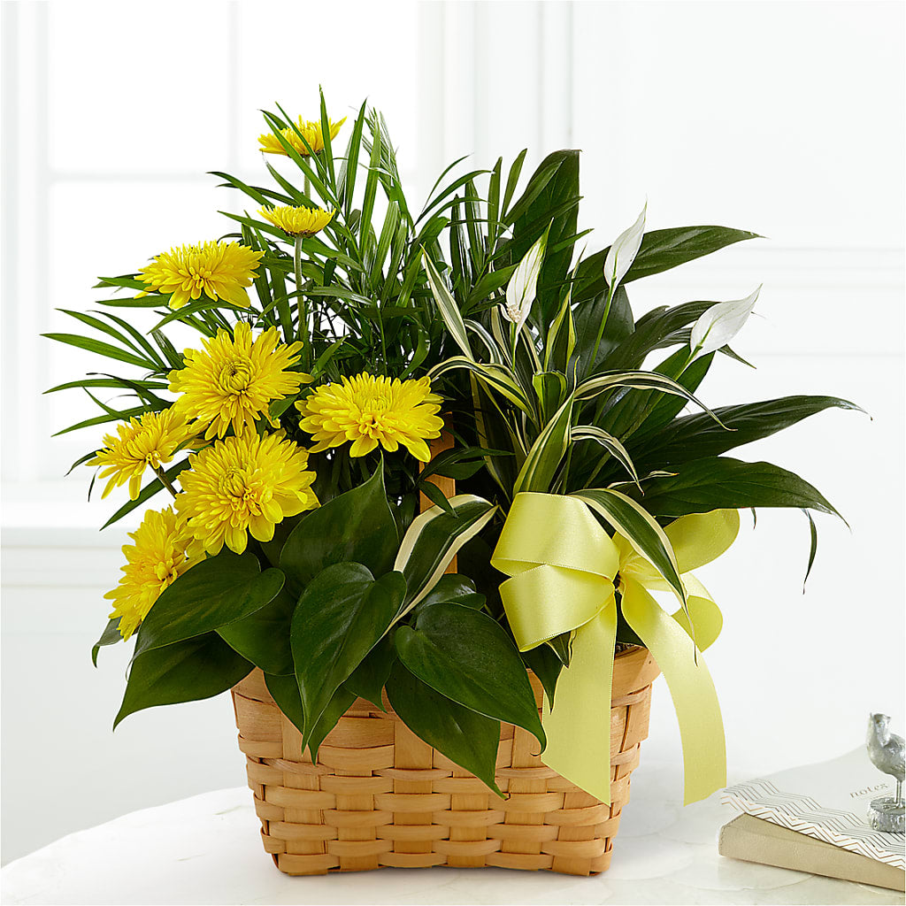 Loving Light Dishgarden – Miracle Flowers, Folsom CA