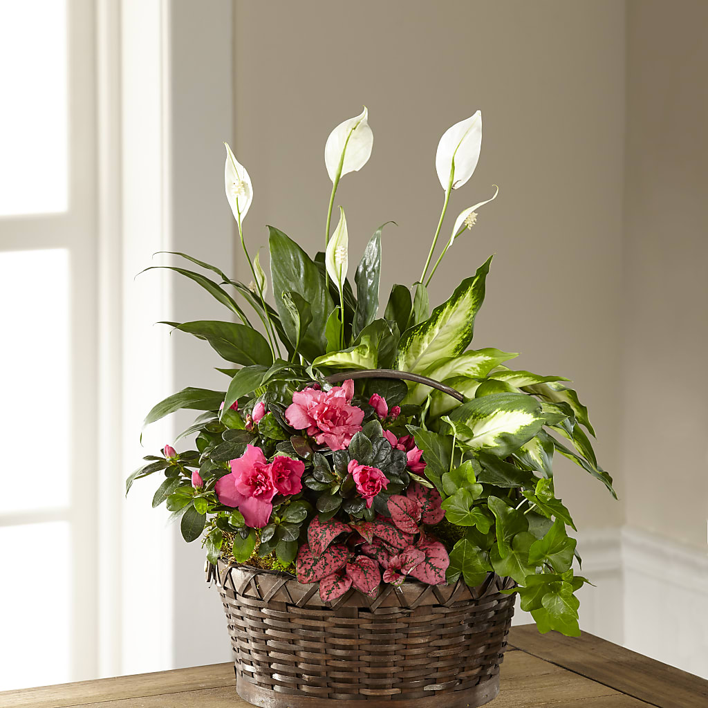 Dream in Pink Dishgarden – Miracle Flowers, Folsom CA