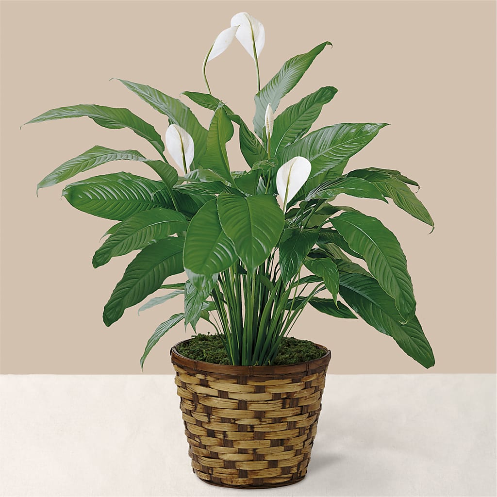 Tranquil Moments Peace Lily Plant – Miracle Flowers, Folsom CA