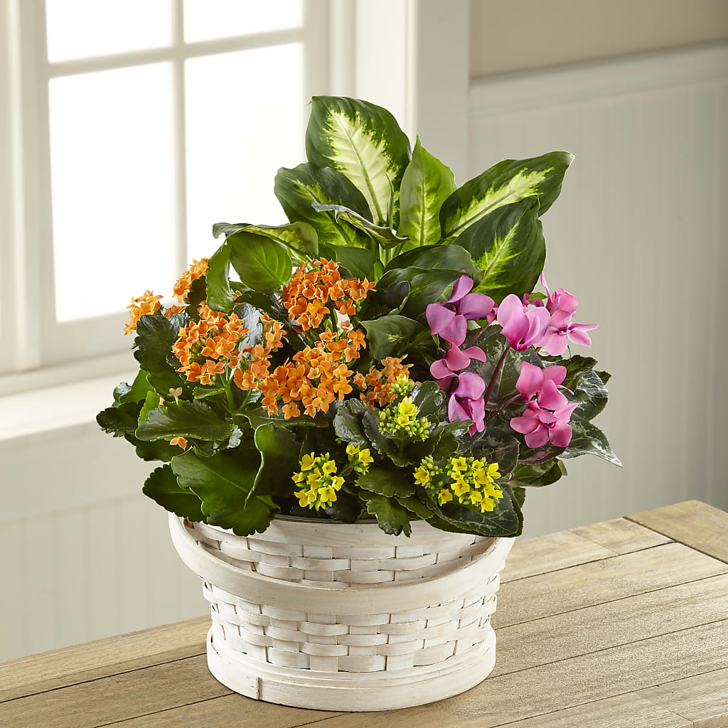 Color Crush Dishgarden – Miracle Flowers, Folsom CA