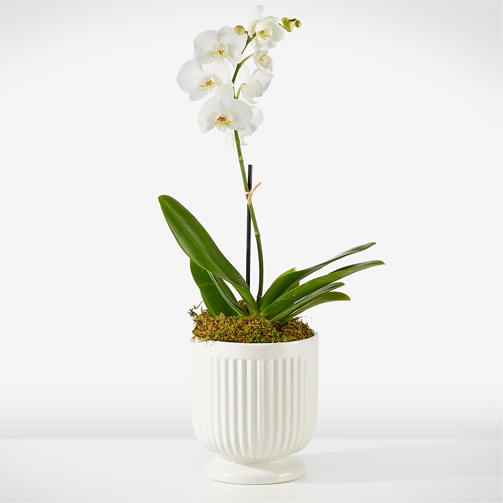 Whispering White Orchid – Miracle Flowers, Folsom CA