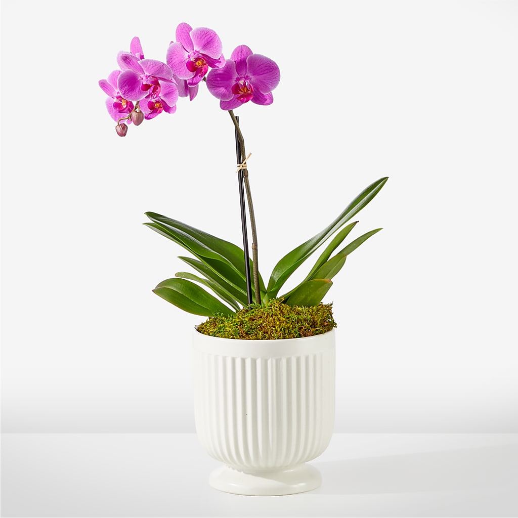 Friendly Fuchsia Orchid – Miracle Flowers, Folsom CA