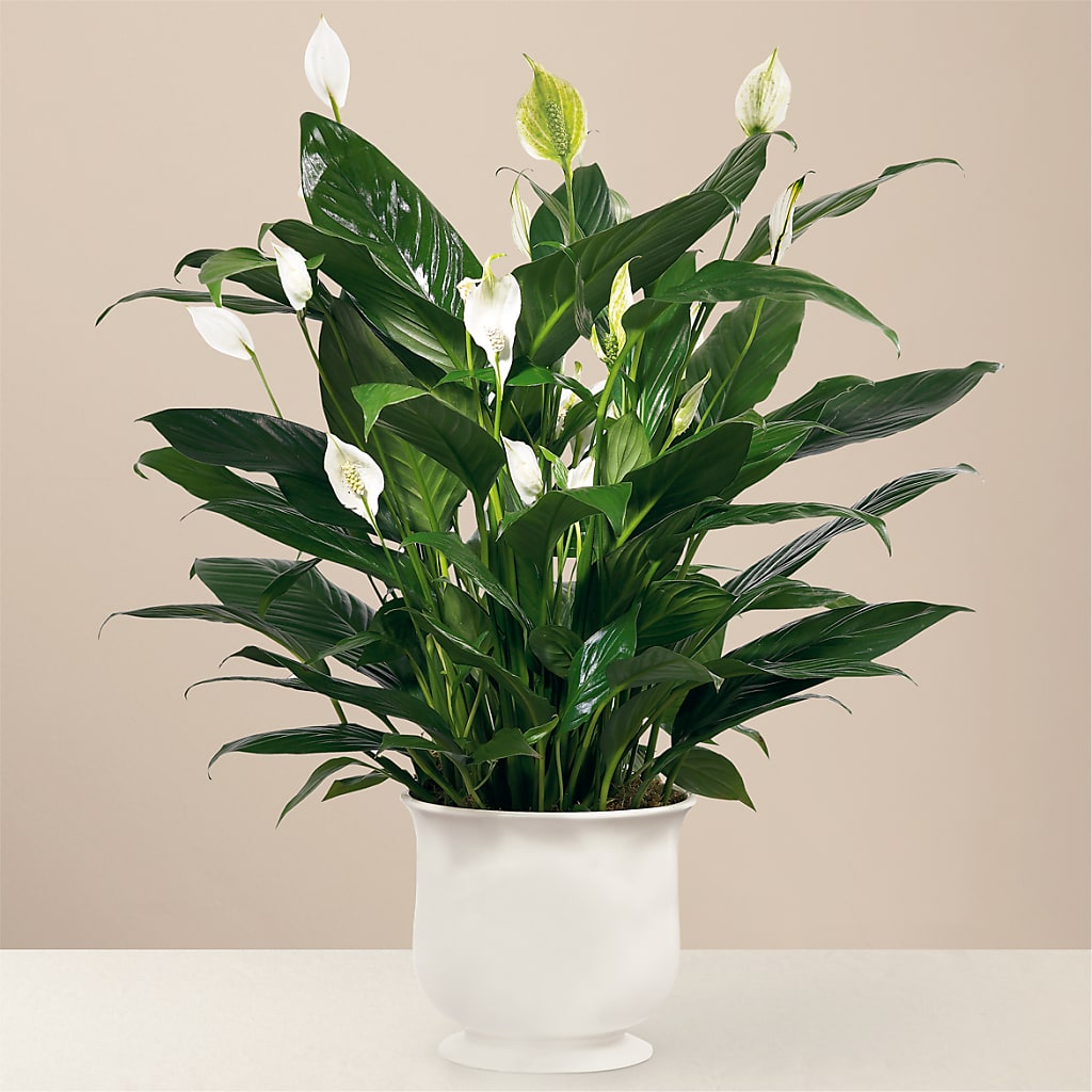 Comfort Planter – Miracle Flowers, Folsom CA
