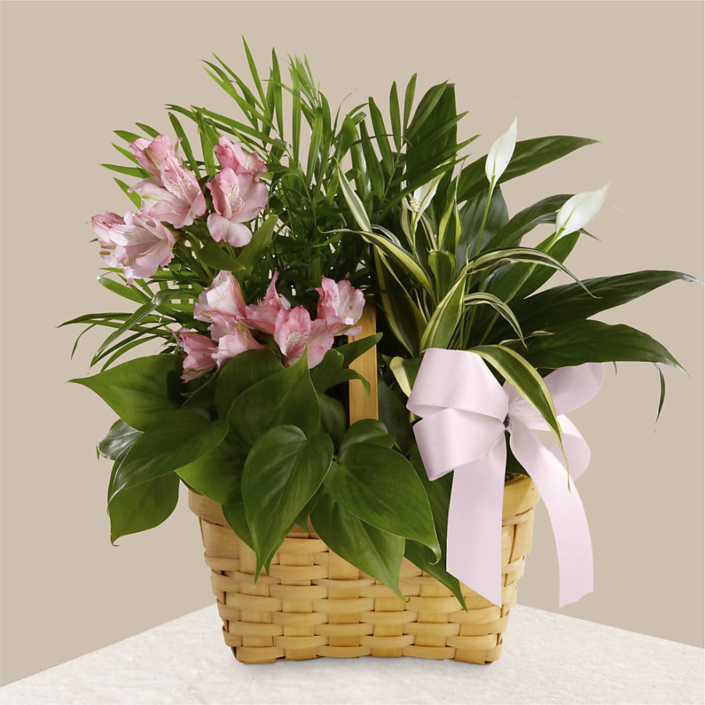 Living Spirit Dishgarden – Miracle Flowers, Folsom CA