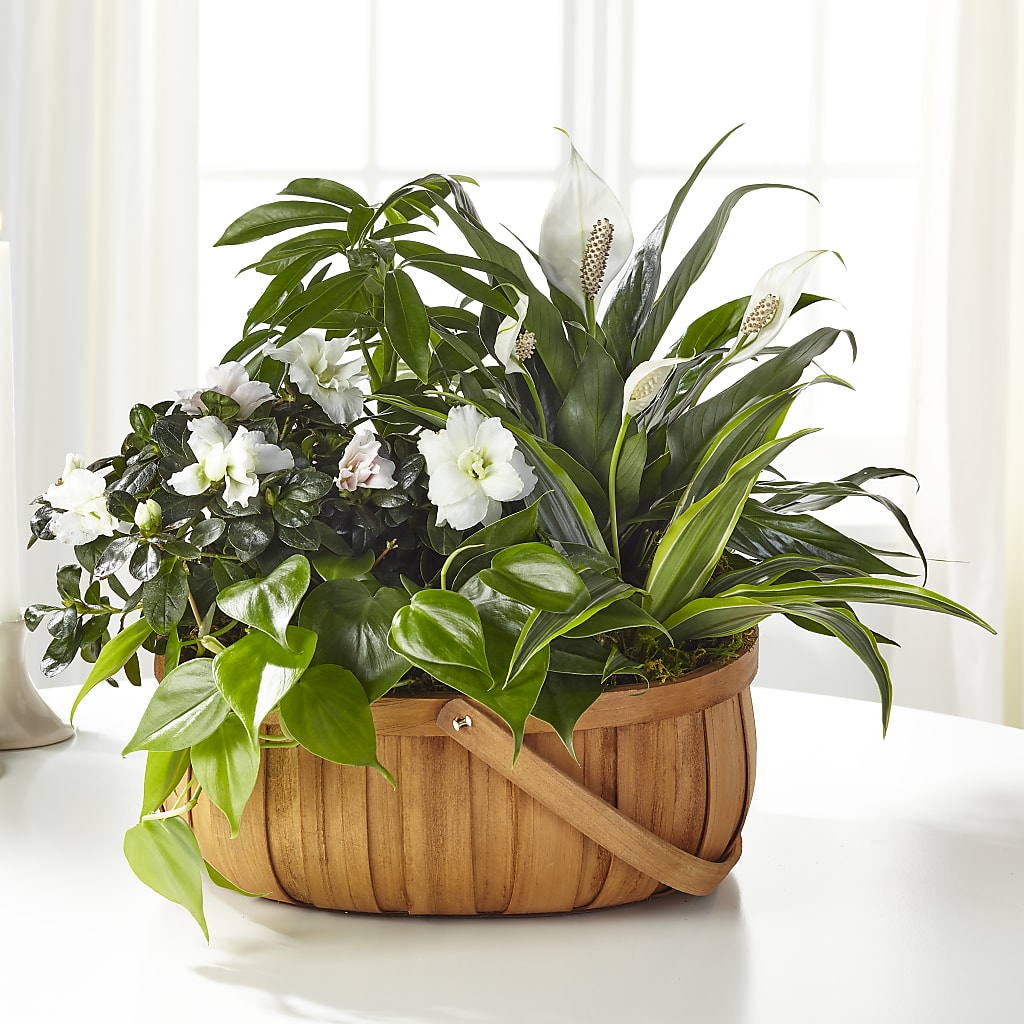 Serene Dishgarden – Miracle Flowers, Folsom CA