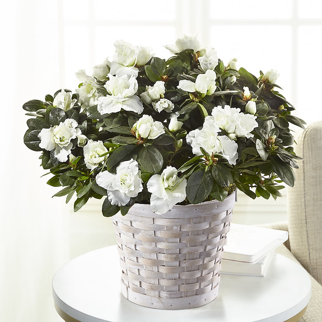 White Azalea Plant – Miracle Flowers, Folsom CA