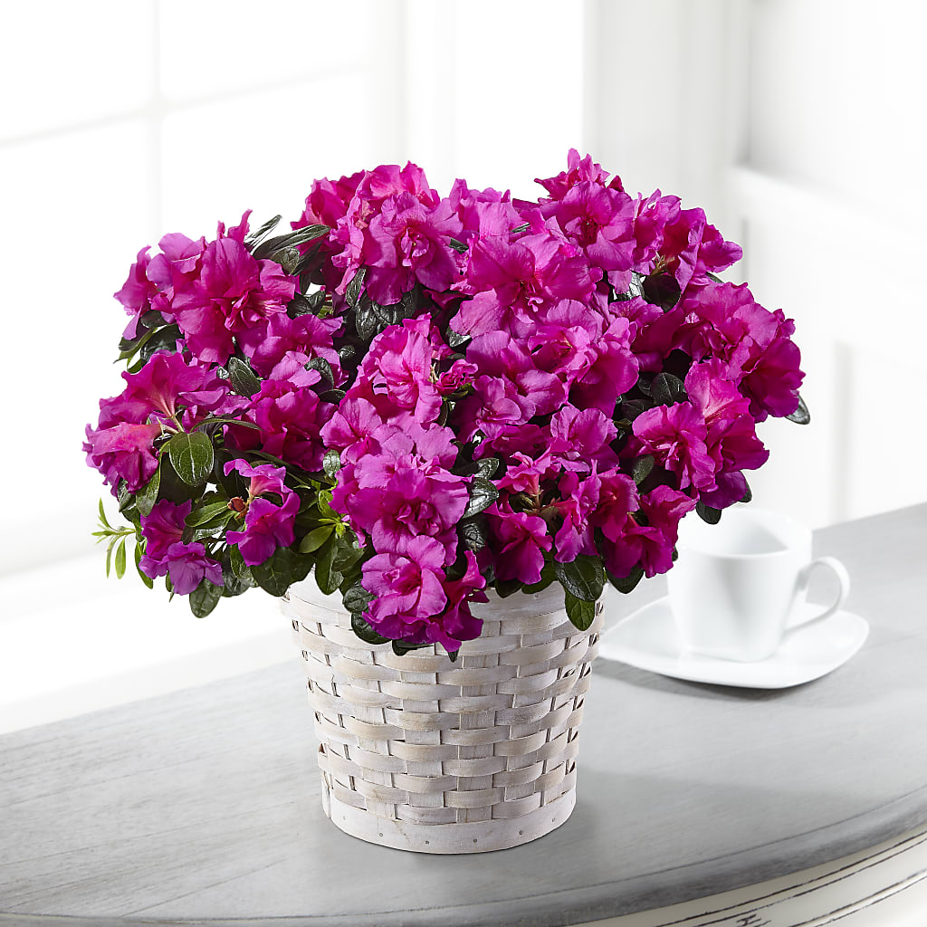 Hope & Serenity Azalea Plant – Miracle Flowers, Folsom CA