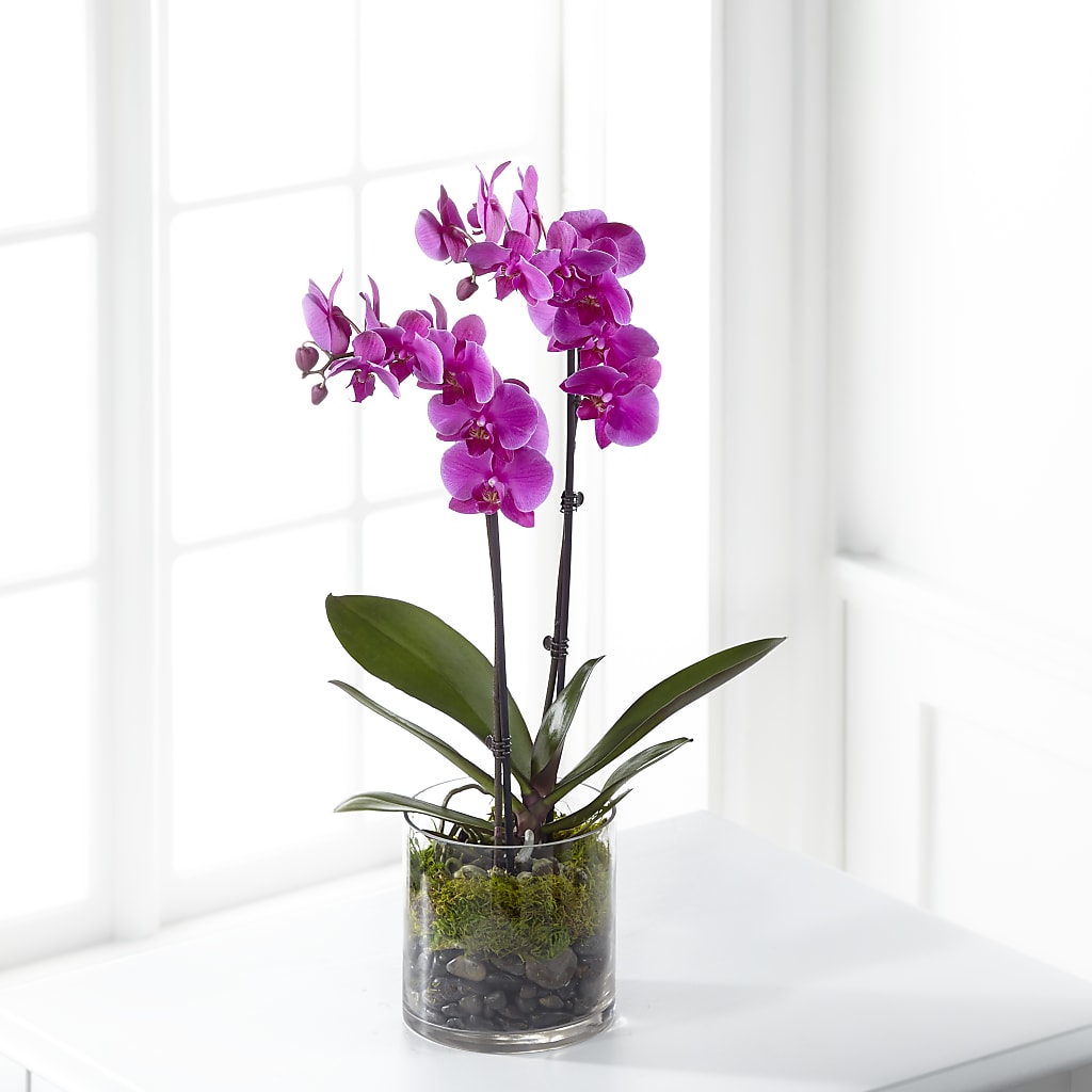 Pink Orchid Plant – Miracle Flowers, Folsom CA
