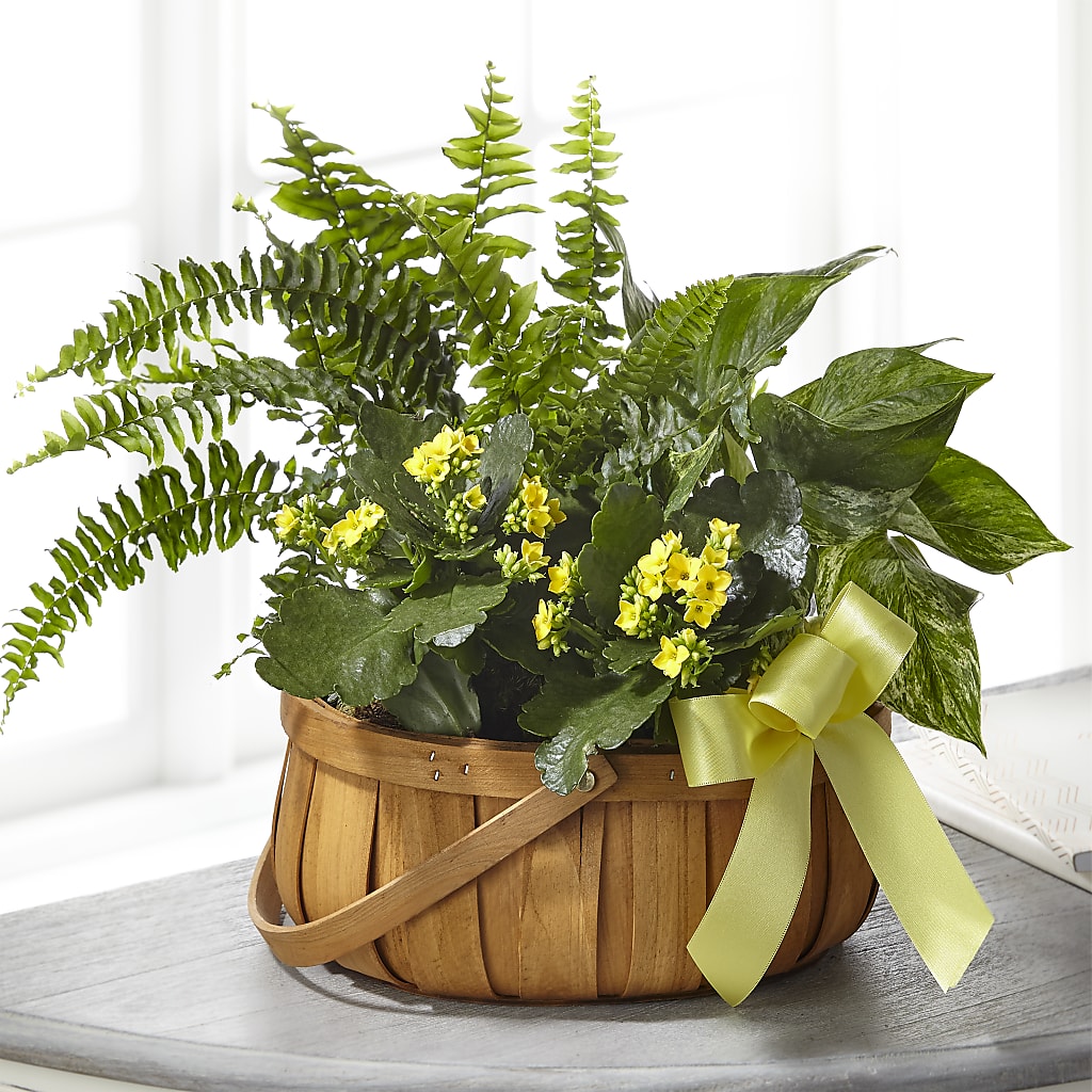 Always Dear Dishgarden – Miracle Flowers, Folsom CA
