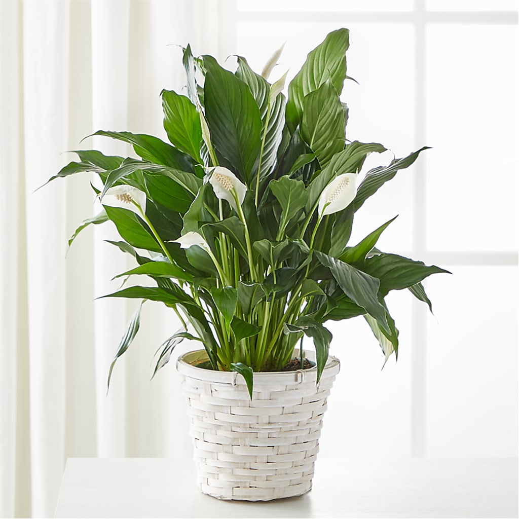A New Leaf Peace Lily – Miracle Flowers, Folsom CA
