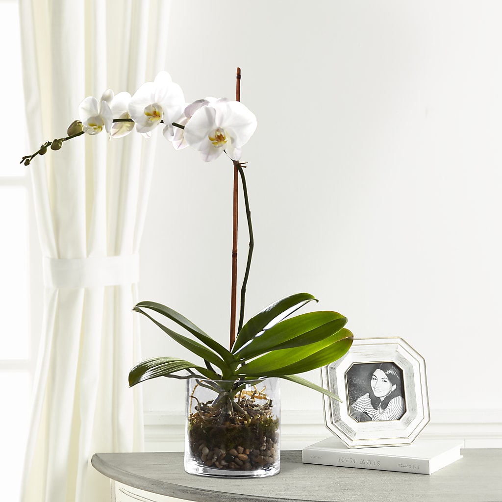 White Orchid Planter – Miracle Flowers, Folsom CA