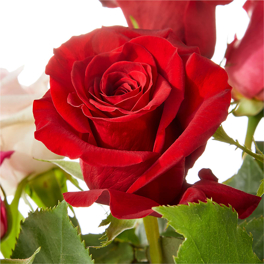 Love Notes Rose Bouquet – Miracle Flowers, Folsom CA