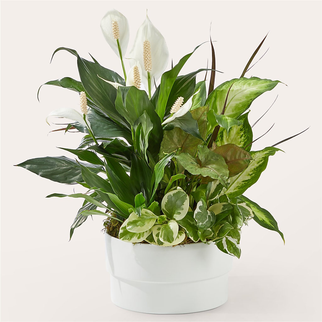 Radiating Positivity Dishgarden – Miracle Flowers, Folsom CA