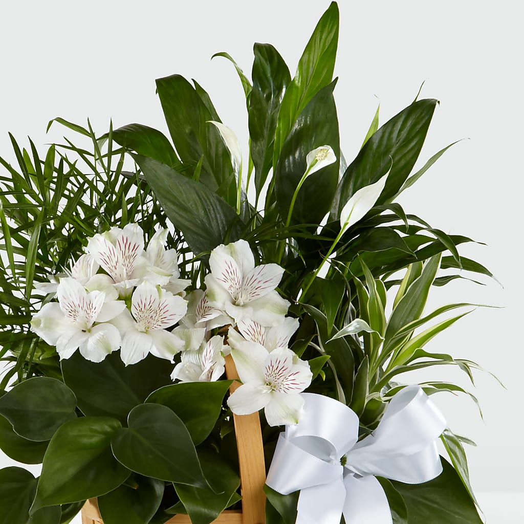 Peace & Serenity Dishgarden –  Miracle Flowers, Folsom CA