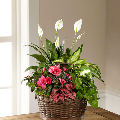 Dream in Pink Dishgarden –  Miracle Flowers, Folsom CA