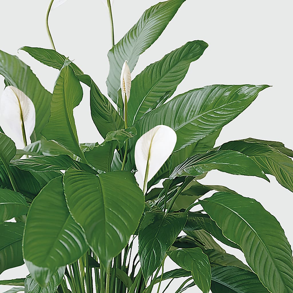 Tranquil Moments Peace Lily Plant –  Miracle Flowers, Folsom CA