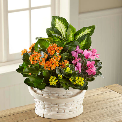 Color Crush Dishgarden –  Miracle Flowers, Folsom CA