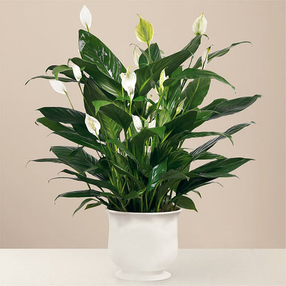 Comfort Planter –  Miracle Flowers, Folsom CA