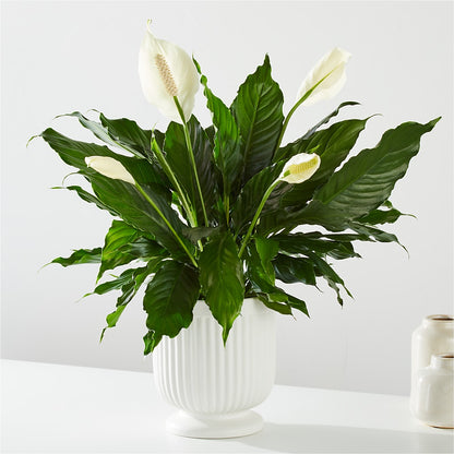 Comfort Planter –  Miracle Flowers, Folsom CA