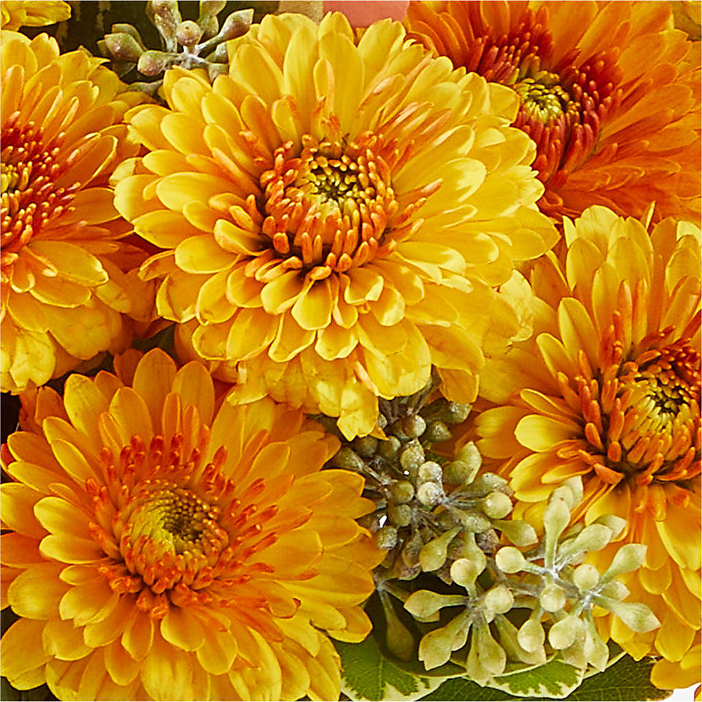 Peachy Pumpkin –  Miracle Flowers, Folsom CA