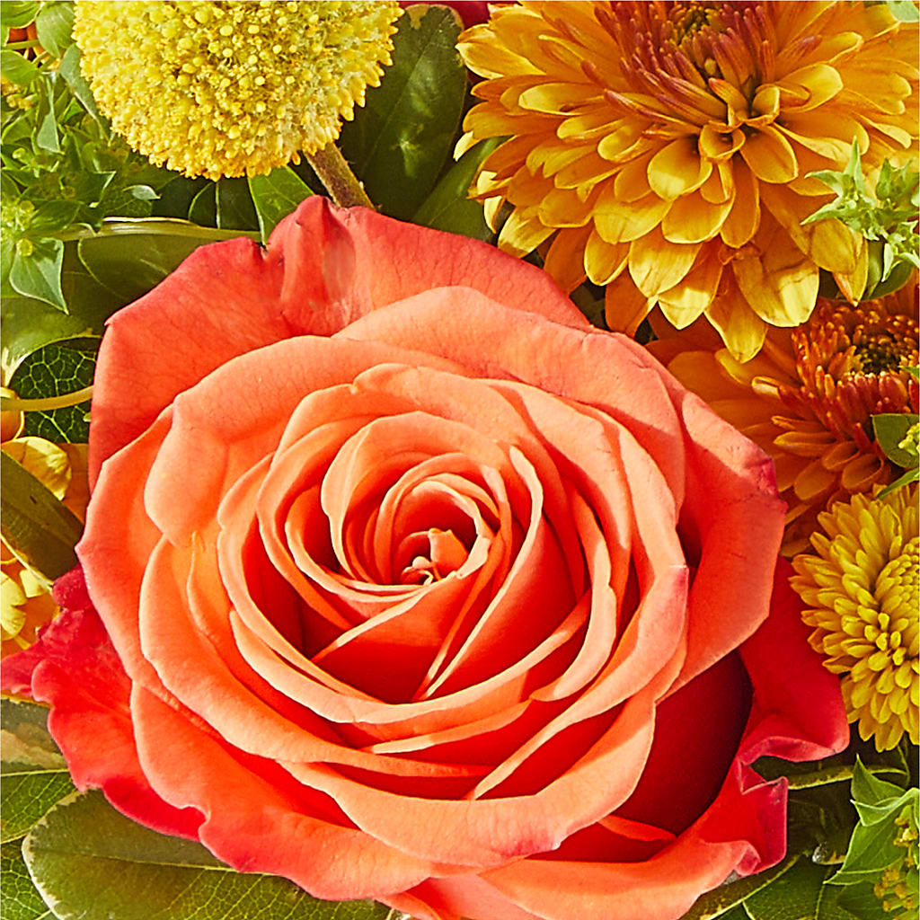Gourdgeous Pumpkin –  Miracle Flowers, Folsom CA
