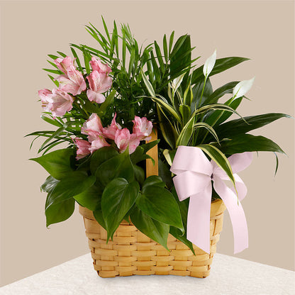 Living Spirit Dishgarden –  Miracle Flowers, Folsom CA