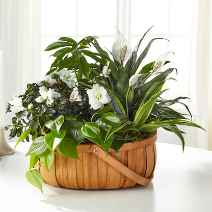 Serene Dishgarden –  Miracle Flowers, Folsom CA