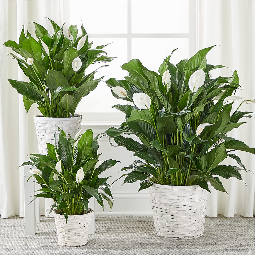 A New Leaf Peace Lily –  Miracle Flowers, Folsom CA