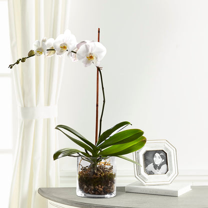 White Orchid Planter –  Miracle Flowers, Folsom CA
